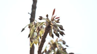Madhuca longifolia çiçeği ağaçta. Mahua olarak bilinir. Bu yenilebilir. Bilinen isimleri Madhuka, mahura, madkam, mahu tereyağı ağacı, mahura, mahwa, mohulo, Iluppai, Mee ve Ippa chettu..