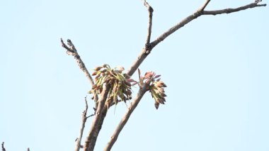Madhuca longifolia çiçeği ağaçta. Mahua olarak bilinir. Bu yenilebilir. Bilinen isimleri Madhuka, mahura, madkam, mahu tereyağı ağacı, mahura, mahwa, mohulo, Iluppai, Mee ve Ippa chettu..