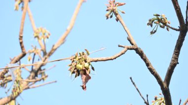 Madhuca longifolia çiçeği ağaçta. Mahua olarak bilinir. Bu yenilebilir. Bilinen isimleri Madhuka, mahura, madkam, mahu tereyağı ağacı, mahura, mahwa, mohulo, Iluppai, Mee ve Ippa chettu..