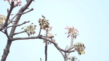 Madhuca longifolia çiçeği ağaçta. Mahua olarak bilinir. Bu yenilebilir. Bilinen isimleri Madhuka, mahura, madkam, mahu tereyağı ağacı, mahura, mahwa, mohulo, Iluppai, Mee ve Ippa chettu..