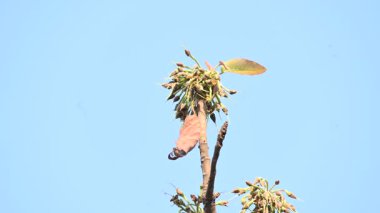 Madhuca longifolia çiçeği ağaçta. Mahua olarak bilinir. Bu yenilebilir. Bilinen isimleri Madhuka, mahura, madkam, mahu tereyağı ağacı, mahura, mahwa, mohulo, Iluppai, Mee ve Ippa chettu..