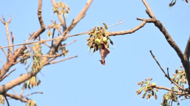 Madhuca longifolia çiçeği ağaçta. Mahua olarak bilinir. Bu yenilebilir. Bilinen isimleri Madhuka, mahura, madkam, mahu tereyağı ağacı, mahura, mahwa, mohulo, Iluppai, Mee ve Ippa chettu..