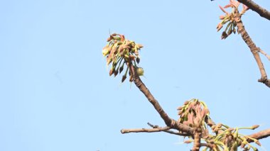 Madhuca longifolia çiçeği ağaçta. Mahua olarak bilinir. Bu yenilebilir. Bilinen isimleri Madhuka, mahura, madkam, mahu tereyağı ağacı, mahura, mahwa, mohulo, Iluppai, Mee ve Ippa chettu..