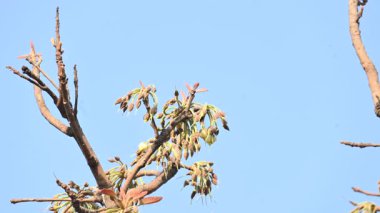 Madhuca longifolia çiçeği ağaçta. Mahua olarak bilinir. Bu yenilebilir. Bilinen isimleri Madhuka, mahura, madkam, mahu tereyağı ağacı, mahura, mahwa, mohulo, Iluppai, Mee ve Ippa chettu..