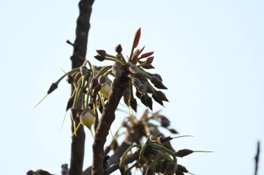 Madhuca longifolia çiçeği ağaçta. Mahua olarak bilinir. Bu yenilebilir. Bilinen isimleri Madhuka, mahura, madkam, mahu tereyağı ağacı, mahura, mahwa, mohulo, Iluppai, Mee ve Ippa chettu..
