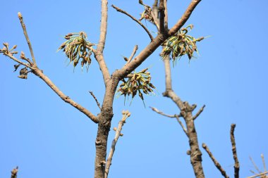 Madhuca longifolia çiçeği ağaçta. Mahua olarak bilinir. Bu yenilebilir. Bilinen isimleri Madhuka, mahura, madkam, mahu tereyağı ağacı, mahura, mahwa, mohulo, Iluppai, Mee ve Ippa chettu..
