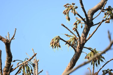 Madhuca longifolia çiçeği ağaçta. Mahua olarak bilinir. Bu yenilebilir. Bilinen isimleri Madhuka, mahura, madkam, mahu tereyağı ağacı, mahura, mahwa, mohulo, Iluppai, Mee ve Ippa chettu..