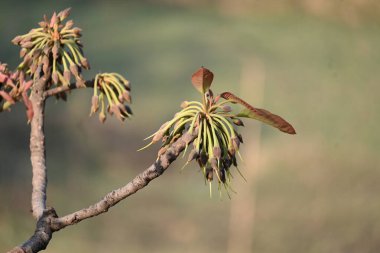 Madhuca longifolia çiçeği ağaçta. Mahua olarak bilinir. Bu yenilebilir. Bilinen isimleri Madhuka, mahura, madkam, mahu tereyağı ağacı, mahura, mahwa, mohulo, Iluppai, Mee ve Ippa chettu..