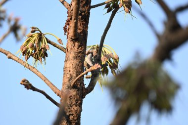 Madhuca longifolia çiçeği ağaçta. Mahua olarak bilinir. Bu yenilebilir. Bilinen isimleri Madhuka, mahura, madkam, mahu tereyağı ağacı, mahura, mahwa, mohulo, Iluppai, Mee ve Ippa chettu..