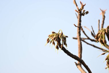 Madhuca longifolia çiçeği ağaçta. Mahua olarak bilinir. Bu yenilebilir. Bilinen isimleri Madhuka, mahura, madkam, mahu tereyağı ağacı, mahura, mahwa, mohulo, Iluppai, Mee ve Ippa chettu..