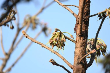 Madhuca longifolia çiçeği ağaçta. Mahua olarak bilinir. Bu yenilebilir. Bilinen isimleri Madhuka, mahura, madkam, mahu tereyağı ağacı, mahura, mahwa, mohulo, Iluppai, Mee ve Ippa chettu..