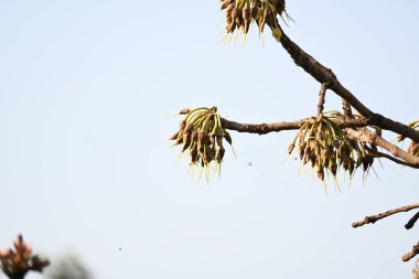 Madhuca longifolia çiçeği ağaçta. Mahua olarak bilinir. Bu yenilebilir. Bilinen isimleri Madhuka, mahura, madkam, mahu tereyağı ağacı, mahura, mahwa, mohulo, Iluppai, Mee ve Ippa chettu..