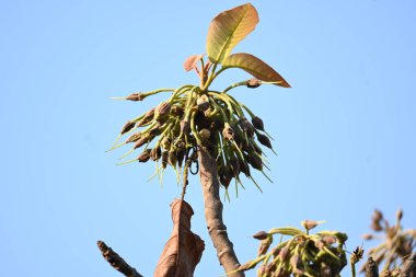 Madhuca longifolia çiçeği ağaçta. Mahua olarak bilinir. Bu yenilebilir. Bilinen isimleri Madhuka, mahura, madkam, mahu tereyağı ağacı, mahura, mahwa, mohulo, Iluppai, Mee ve Ippa chettu..