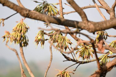 Madhuca longifolia çiçeği ağaçta. Mahua olarak bilinir. Bu yenilebilir. Bilinen isimleri Madhuka, mahura, madkam, mahu tereyağı ağacı, mahura, mahwa, mohulo, Iluppai, Mee ve Ippa chettu..