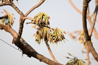 Madhuca longifolia çiçeği ağaçta. Mahua olarak bilinir. Bu yenilebilir. Bilinen isimleri Madhuka, mahura, madkam, mahu tereyağı ağacı, mahura, mahwa, mohulo, Iluppai, Mee ve Ippa chettu..