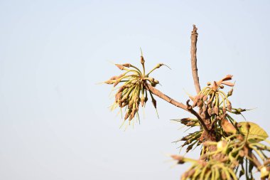Madhuca longifolia çiçeği ağaçta. Mahua olarak bilinir. Bu yenilebilir. Bilinen isimleri Madhuka, mahura, madkam, mahu tereyağı ağacı, mahura, mahwa, mohulo, Iluppai, Mee ve Ippa chettu..