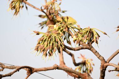 Madhuca longifolia çiçeği ağaçta. Mahua olarak bilinir. Bu yenilebilir. Bilinen isimleri Madhuka, mahura, madkam, mahu tereyağı ağacı, mahura, mahwa, mohulo, Iluppai, Mee ve Ippa chettu..