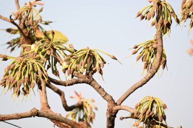 Madhuca longifolia çiçeği ağaçta. Mahua olarak bilinir. Bu yenilebilir. Bilinen isimleri Madhuka, mahura, madkam, mahu tereyağı ağacı, mahura, mahwa, mohulo, Iluppai, Mee ve Ippa chettu..
