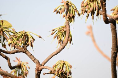 Madhuca longifolia çiçeği ağaçta. Mahua olarak bilinir. Bu yenilebilir. Bilinen isimleri Madhuka, mahura, madkam, mahu tereyağı ağacı, mahura, mahwa, mohulo, Iluppai, Mee ve Ippa chettu..