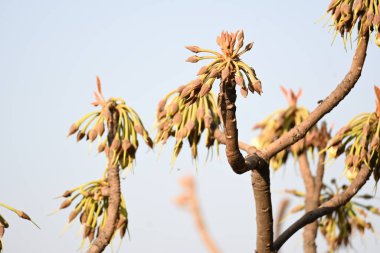 Madhuca longifolia çiçeği ağaçta. Mahua olarak bilinir. Bu yenilebilir. Bilinen isimleri Madhuka, mahura, madkam, mahu tereyağı ağacı, mahura, mahwa, mohulo, Iluppai, Mee ve Ippa chettu..