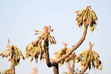 Madhuca longifolia çiçeği ağaçta. Mahua olarak bilinir. Bu yenilebilir. Bilinen isimleri Madhuka, mahura, madkam, mahu tereyağı ağacı, mahura, mahwa, mohulo, Iluppai, Mee ve Ippa chettu..