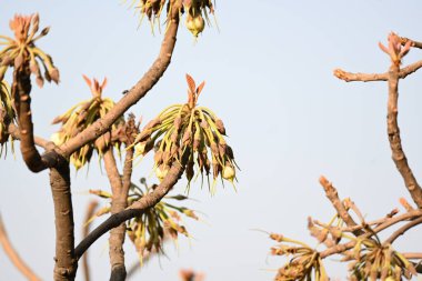 Madhuca longifolia çiçeği ağaçta. Mahua olarak bilinir. Bu yenilebilir. Bilinen isimleri Madhuka, mahura, madkam, mahu tereyağı ağacı, mahura, mahwa, mohulo, Iluppai, Mee ve Ippa chettu..