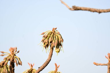 Madhuca longifolia çiçeği ağaçta. Mahua olarak bilinir. Bu yenilebilir. Bilinen isimleri Madhuka, mahura, madkam, mahu tereyağı ağacı, mahura, mahwa, mohulo, Iluppai, Mee ve Ippa chettu..