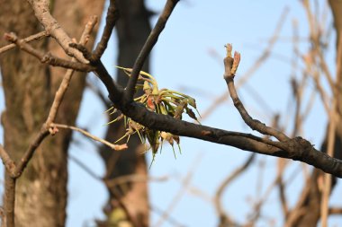 Madhuca longifolia çiçeği ağaçta. Mahua olarak bilinir. Bu yenilebilir. Bilinen isimleri Madhuka, mahura, madkam, mahu tereyağı ağacı, mahura, mahwa, mohulo, Iluppai, Mee ve Ippa chettu..