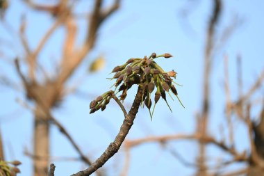 Madhuca longifolia çiçeği ağaçta. Mahua olarak bilinir. Bu yenilebilir. Bilinen isimleri Madhuka, mahura, madkam, mahu tereyağı ağacı, mahura, mahwa, mohulo, Iluppai, Mee ve Ippa chettu..