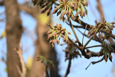 Madhuca longifolia çiçeği ağaçta. Mahua olarak bilinir. Bu yenilebilir. Bilinen isimleri Madhuka, mahura, madkam, mahu tereyağı ağacı, mahura, mahwa, mohulo, Iluppai, Mee ve Ippa chettu..