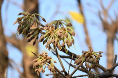 Madhuca longifolia çiçeği ağaçta. Mahua olarak bilinir. Bu yenilebilir. Bilinen isimleri Madhuka, mahura, madkam, mahu tereyağı ağacı, mahura, mahwa, mohulo, Iluppai, Mee ve Ippa chettu..