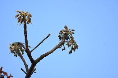 Madhuca longifolia çiçeği ağaçta. Mahua olarak bilinir. Bu yenilebilir. Bilinen isimleri Madhuka, mahura, madkam, mahu tereyağı ağacı, mahura, mahwa, mohulo, Iluppai, Mee ve Ippa chettu..