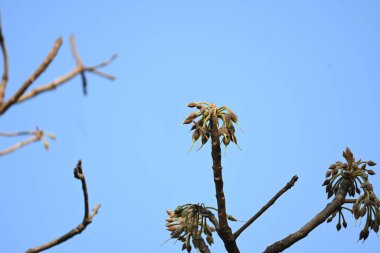 Madhuca longifolia çiçeği ağaçta. Mahua olarak bilinir. Bu yenilebilir. Bilinen isimleri Madhuka, mahura, madkam, mahu tereyağı ağacı, mahura, mahwa, mohulo, Iluppai, Mee ve Ippa chettu..