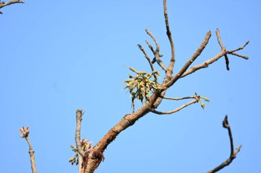 Madhuca longifolia çiçeği ağaçta. Mahua olarak bilinir. Bu yenilebilir. Bilinen isimleri Madhuka, mahura, madkam, mahu tereyağı ağacı, mahura, mahwa, mohulo, Iluppai, Mee ve Ippa chettu..