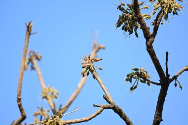 Madhuca longifolia çiçeği ağaçta. Mahua olarak bilinir. Bu yenilebilir. Bilinen isimleri Madhuka, mahura, madkam, mahu tereyağı ağacı, mahura, mahwa, mohulo, Iluppai, Mee ve Ippa chettu..