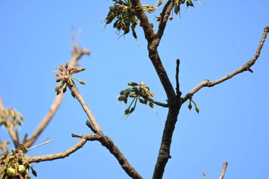 Madhuca longifolia çiçeği ağaçta. Mahua olarak bilinir. Bu yenilebilir. Bilinen isimleri Madhuka, mahura, madkam, mahu tereyağı ağacı, mahura, mahwa, mohulo, Iluppai, Mee ve Ippa chettu..