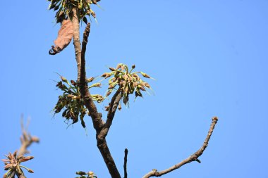 Madhuca longifolia çiçeği ağaçta. Mahua olarak bilinir. Bu yenilebilir. Bilinen isimleri Madhuka, mahura, madkam, mahu tereyağı ağacı, mahura, mahwa, mohulo, Iluppai, Mee ve Ippa chettu..