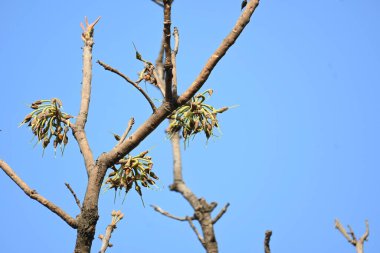 Madhuca longifolia çiçeği ağaçta. Mahua olarak bilinir. Bu yenilebilir. Bilinen isimleri Madhuka, mahura, madkam, mahu tereyağı ağacı, mahura, mahwa, mohulo, Iluppai, Mee ve Ippa chettu..