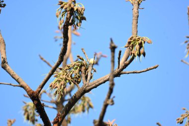 Madhuca longifolia çiçeği ağaçta. Mahua olarak bilinir. Bu yenilebilir. Bilinen isimleri Madhuka, mahura, madkam, mahu tereyağı ağacı, mahura, mahwa, mohulo, Iluppai, Mee ve Ippa chettu..