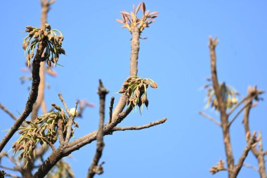 Madhuca longifolia çiçeği ağaçta. Mahua olarak bilinir. Bu yenilebilir. Bilinen isimleri Madhuka, mahura, madkam, mahu tereyağı ağacı, mahura, mahwa, mohulo, Iluppai, Mee ve Ippa chettu..