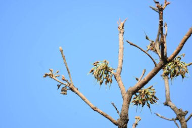 Madhuca longifolia çiçeği ağaçta. Mahua olarak bilinir. Bu yenilebilir. Bilinen isimleri Madhuka, mahura, madkam, mahu tereyağı ağacı, mahura, mahwa, mohulo, Iluppai, Mee ve Ippa chettu..