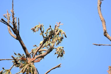 Madhuca longifolia çiçeği ağaçta. Mahua olarak bilinir. Bu yenilebilir. Bilinen isimleri Madhuka, mahura, madkam, mahu tereyağı ağacı, mahura, mahwa, mohulo, Iluppai, Mee ve Ippa chettu..