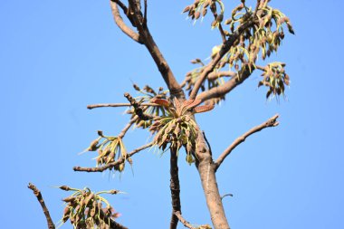 Madhuca longifolia çiçeği ağaçta. Mahua olarak bilinir. Bu yenilebilir. Bilinen isimleri Madhuka, mahura, madkam, mahu tereyağı ağacı, mahura, mahwa, mohulo, Iluppai, Mee ve Ippa chettu..