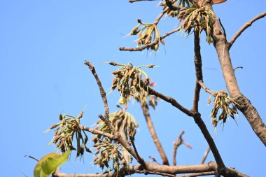 Madhuca longifolia çiçeği ağaçta. Mahua olarak bilinir. Bu yenilebilir. Bilinen isimleri Madhuka, mahura, madkam, mahu tereyağı ağacı, mahura, mahwa, mohulo, Iluppai, Mee ve Ippa chettu..