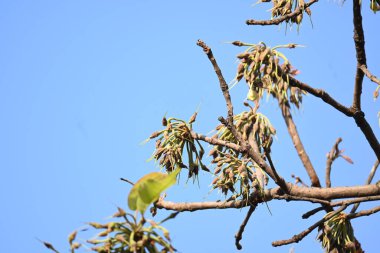 Madhuca longifolia çiçeği ağaçta. Mahua olarak bilinir. Bu yenilebilir. Bilinen isimleri Madhuka, mahura, madkam, mahu tereyağı ağacı, mahura, mahwa, mohulo, Iluppai, Mee ve Ippa chettu..