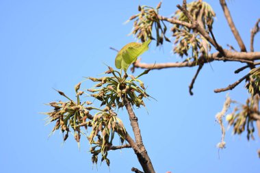Madhuca longifolia çiçeği ağaçta. Mahua olarak bilinir. Bu yenilebilir. Bilinen isimleri Madhuka, mahura, madkam, mahu tereyağı ağacı, mahura, mahwa, mohulo, Iluppai, Mee ve Ippa chettu..