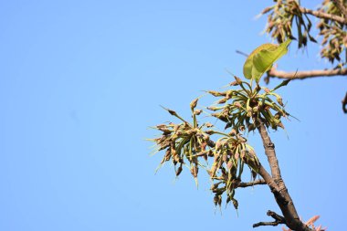 Madhuca longifolia çiçeği ağaçta. Mahua olarak bilinir. Bu yenilebilir. Bilinen isimleri Madhuka, mahura, madkam, mahu tereyağı ağacı, mahura, mahwa, mohulo, Iluppai, Mee ve Ippa chettu..