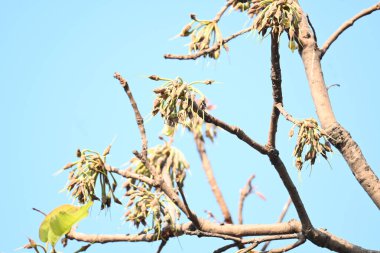 Madhuca longifolia çiçeği ağaçta. Mahua olarak bilinir. Bu yenilebilir. Bilinen isimleri Madhuka, mahura, madkam, mahu tereyağı ağacı, mahura, mahwa, mohulo, Iluppai, Mee ve Ippa chettu..