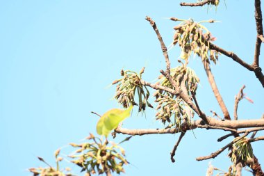 Madhuca longifolia çiçeği ağaçta. Mahua olarak bilinir. Bu yenilebilir. Bilinen isimleri Madhuka, mahura, madkam, mahu tereyağı ağacı, mahura, mahwa, mohulo, Iluppai, Mee ve Ippa chettu..