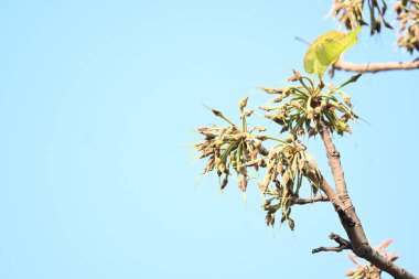Madhuca longifolia çiçeği ağaçta. Mahua olarak bilinir. Bu yenilebilir. Bilinen isimleri Madhuka, mahura, madkam, mahu tereyağı ağacı, mahura, mahwa, mohulo, Iluppai, Mee ve Ippa chettu..